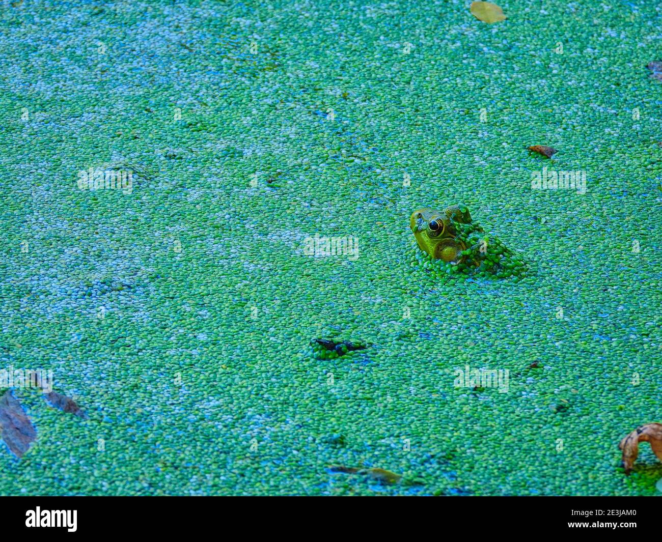 Frog in a pond: A bullfrog sits looking away in a shallow pond filled with a duckweed growth on the surface while its eyes, nose and ears are visible Stock Photo