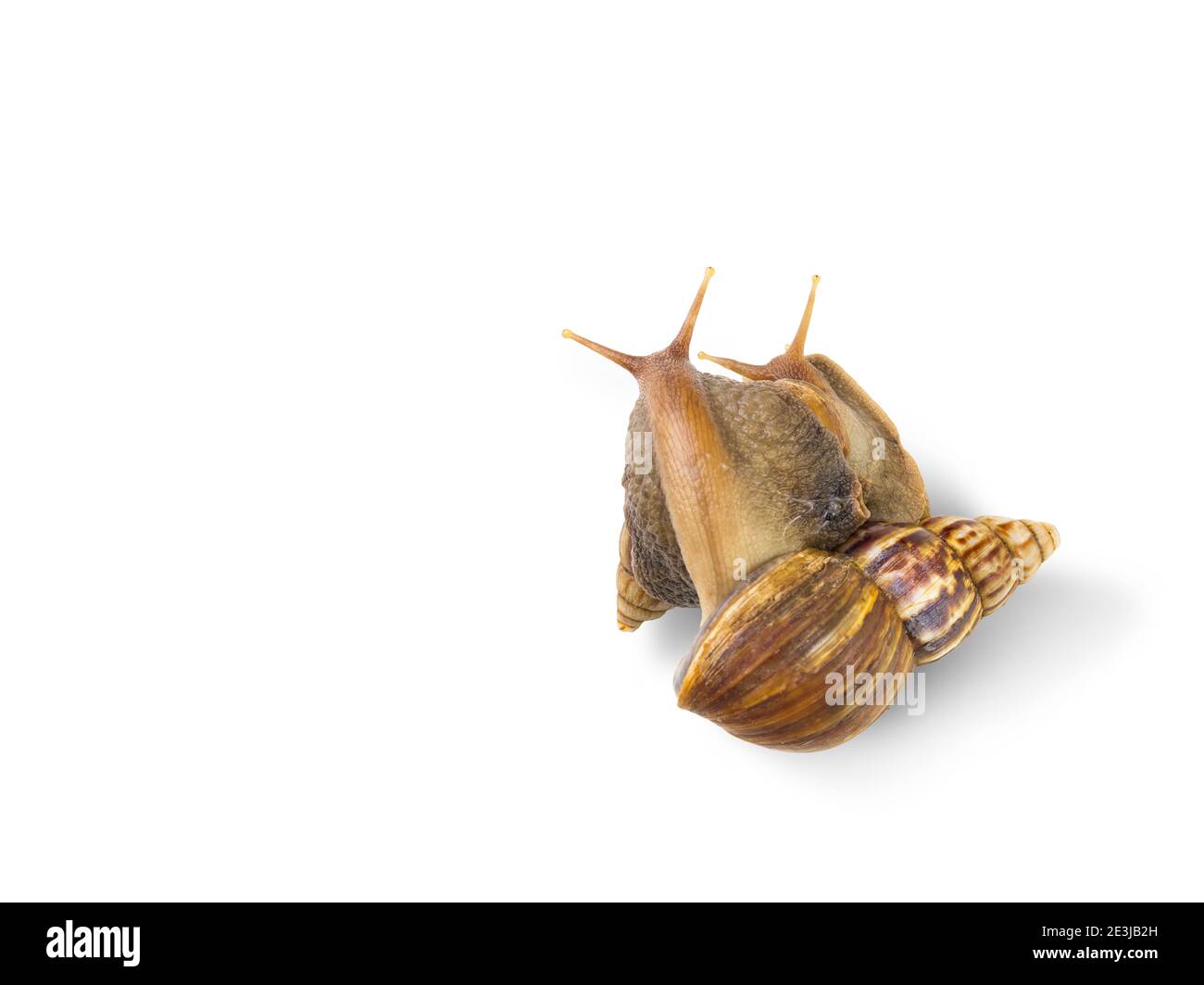couple snail action isolated on white background Stock Photo
