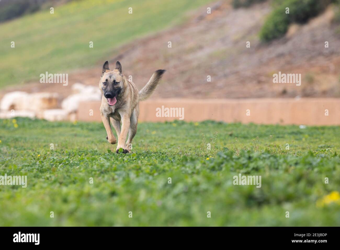 A dog ran in the field Stock Photo - Alamy