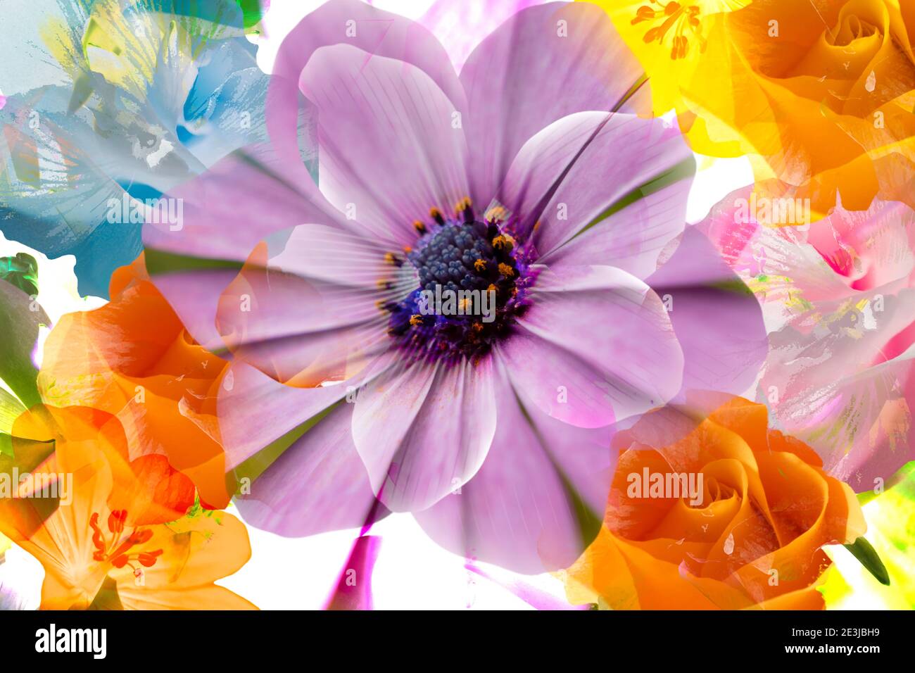 Collage of photographs of very colorful flowers in shades of pink, mauve, orange and yellow. Clip art. Stock Photo