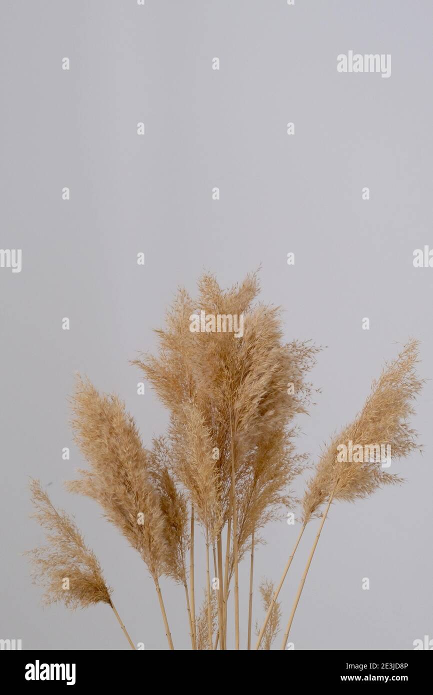pampas grass. Reed Plume Stem, Dried Pampas Grass, Decorative Feather  Flower Arrangement for Home, New Trendy Home Decor Stock Photo - Alamy