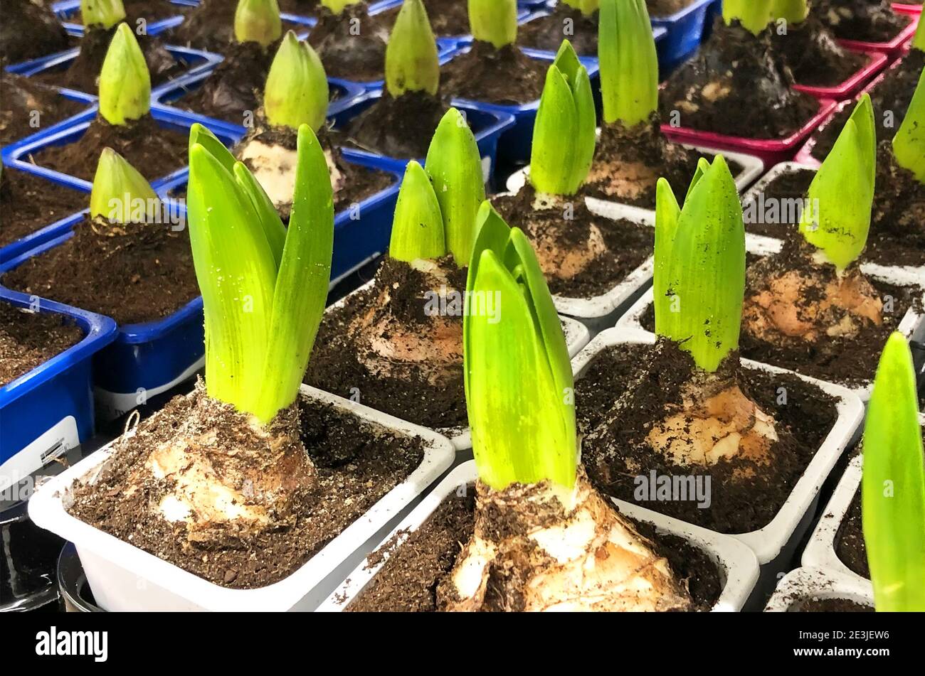 Lots of hyacinth bulbs with sprouts in pots with grit, forcing plants