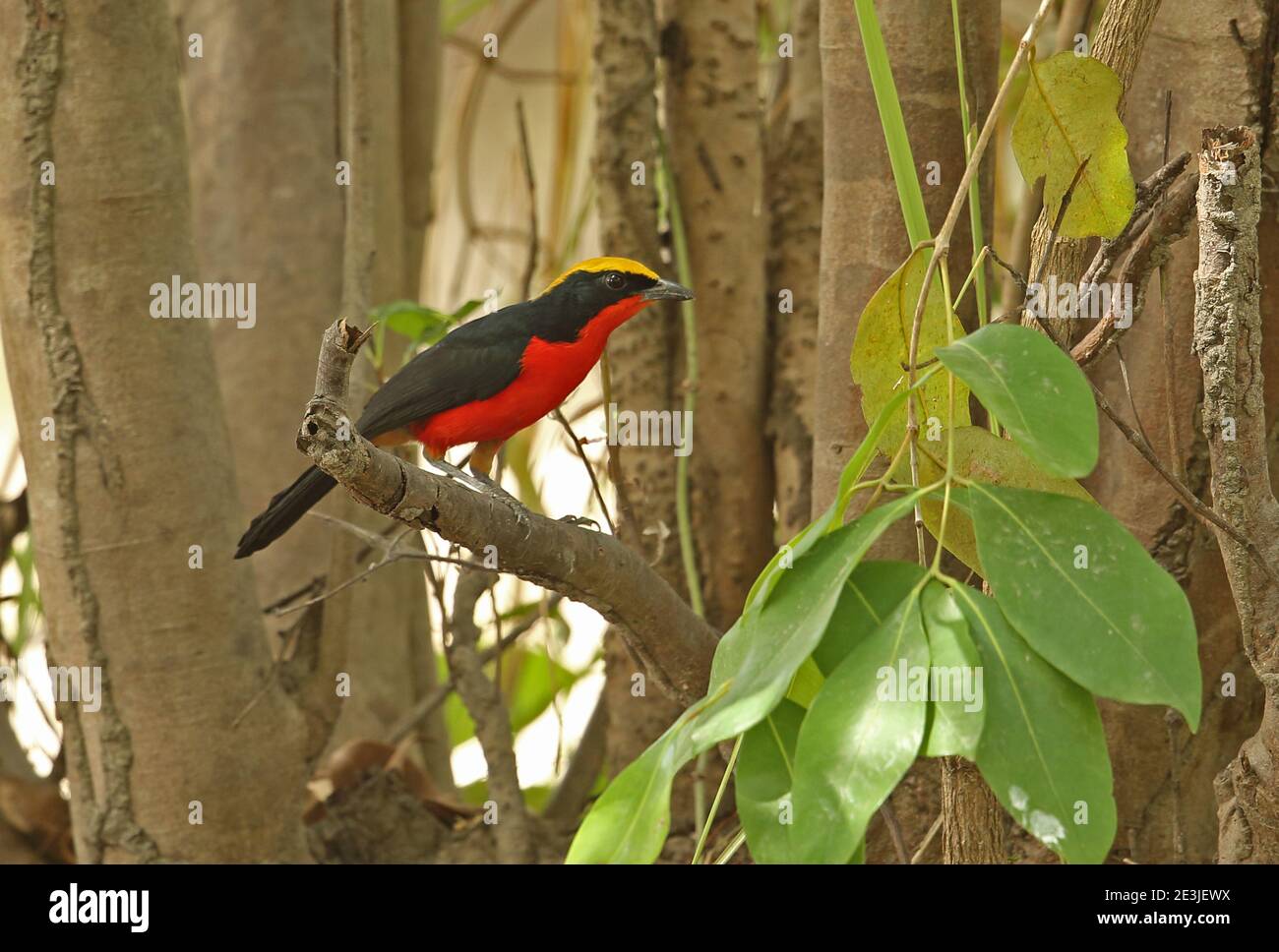 Yellow-crowned Gonolek (Laniarius barbarus barbarus) adult perched on branch  Mole NP, Ghana                     February Stock Photo