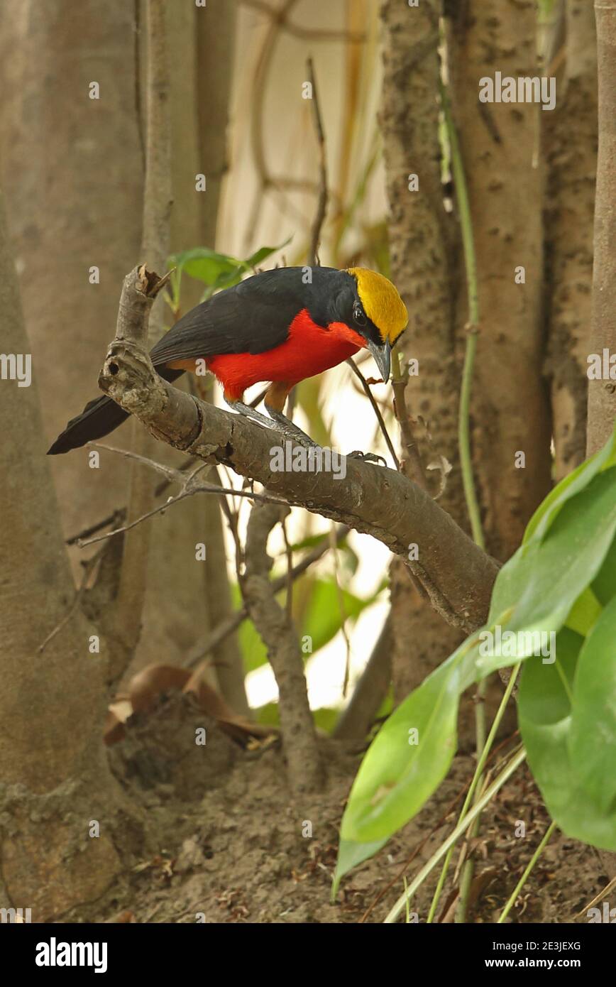 Yellow-crowned Gonolek (Laniarius barbarus barbarus) adult perched on branch scanning for prey  Mole NP, Ghana                     February Stock Photo