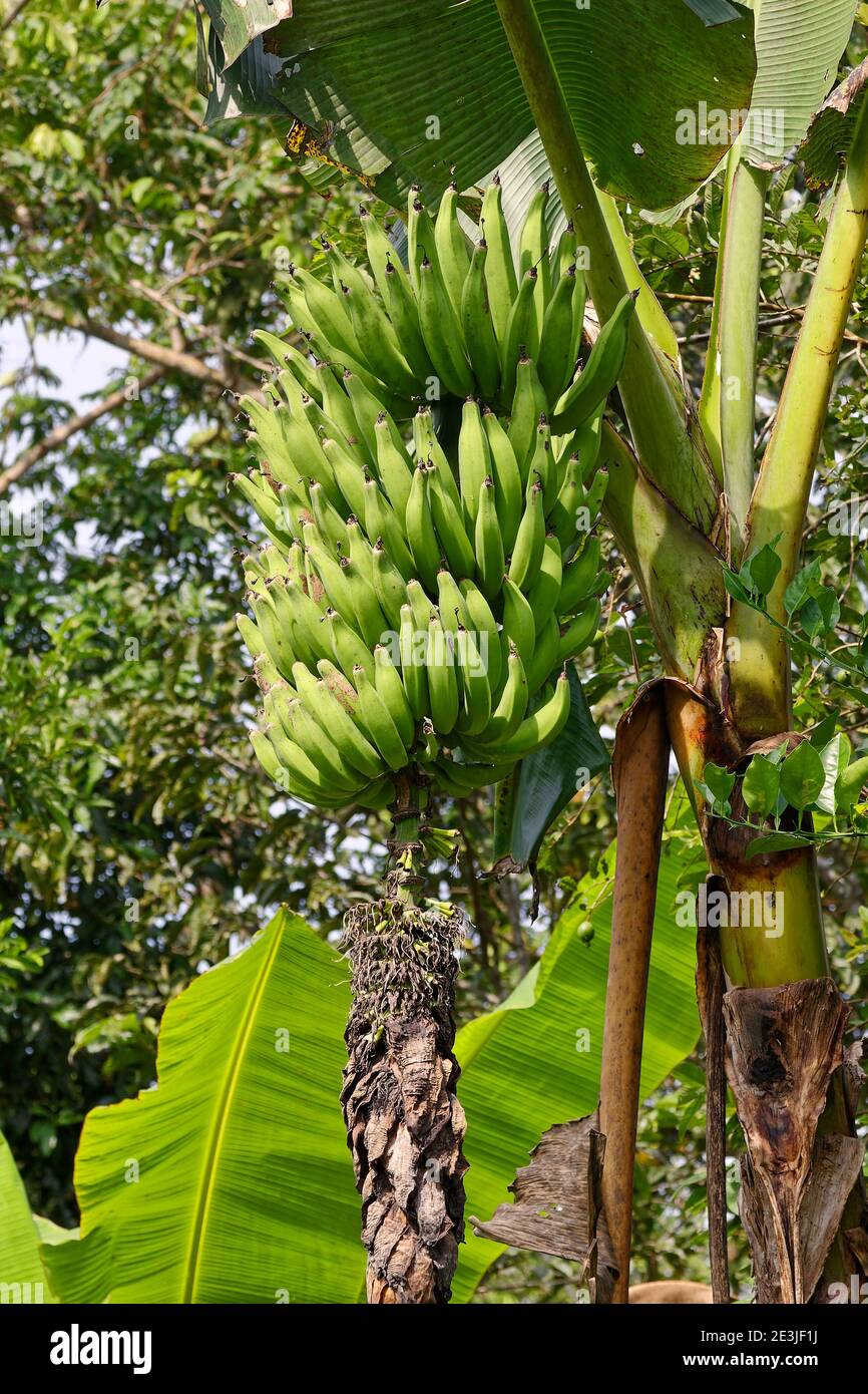 liberal Amerika sjæl bananas growing, hanging from tree, large bunch, fruit, food, nature, Nusa  acuminata, Amazon Tropical Rainforest; South America, Ecuador Stock Photo -  Alamy
