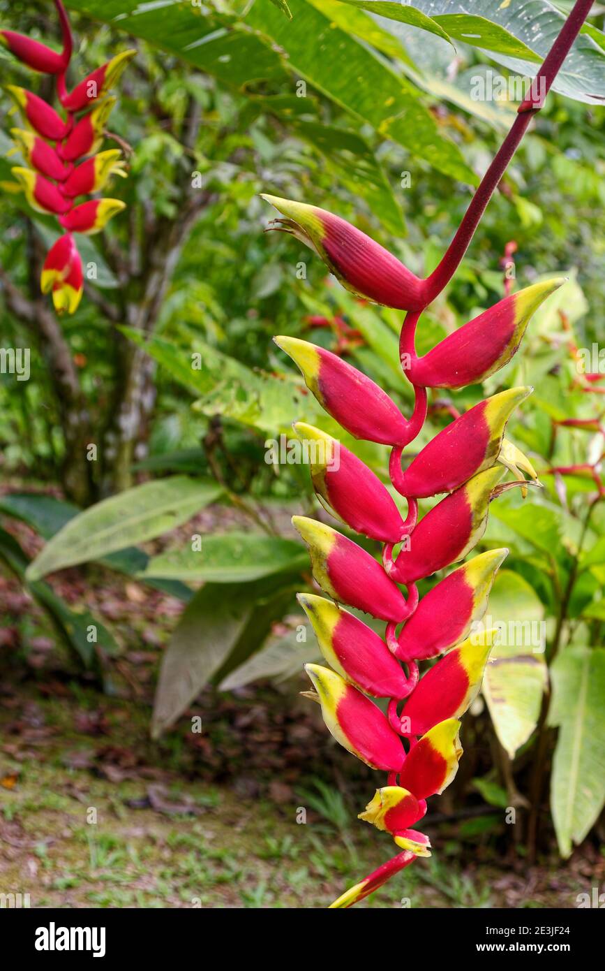 hanging lobster claw heliconia; Heliconia rostrata, red; yellow; bracts