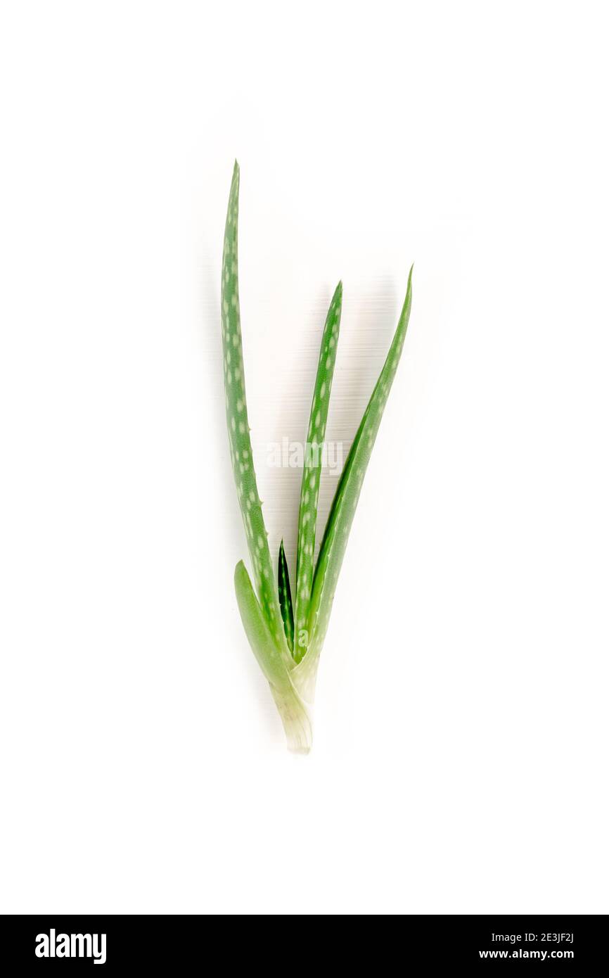 Aloe vera isolated on white background. Medicinal plant. Used to treat