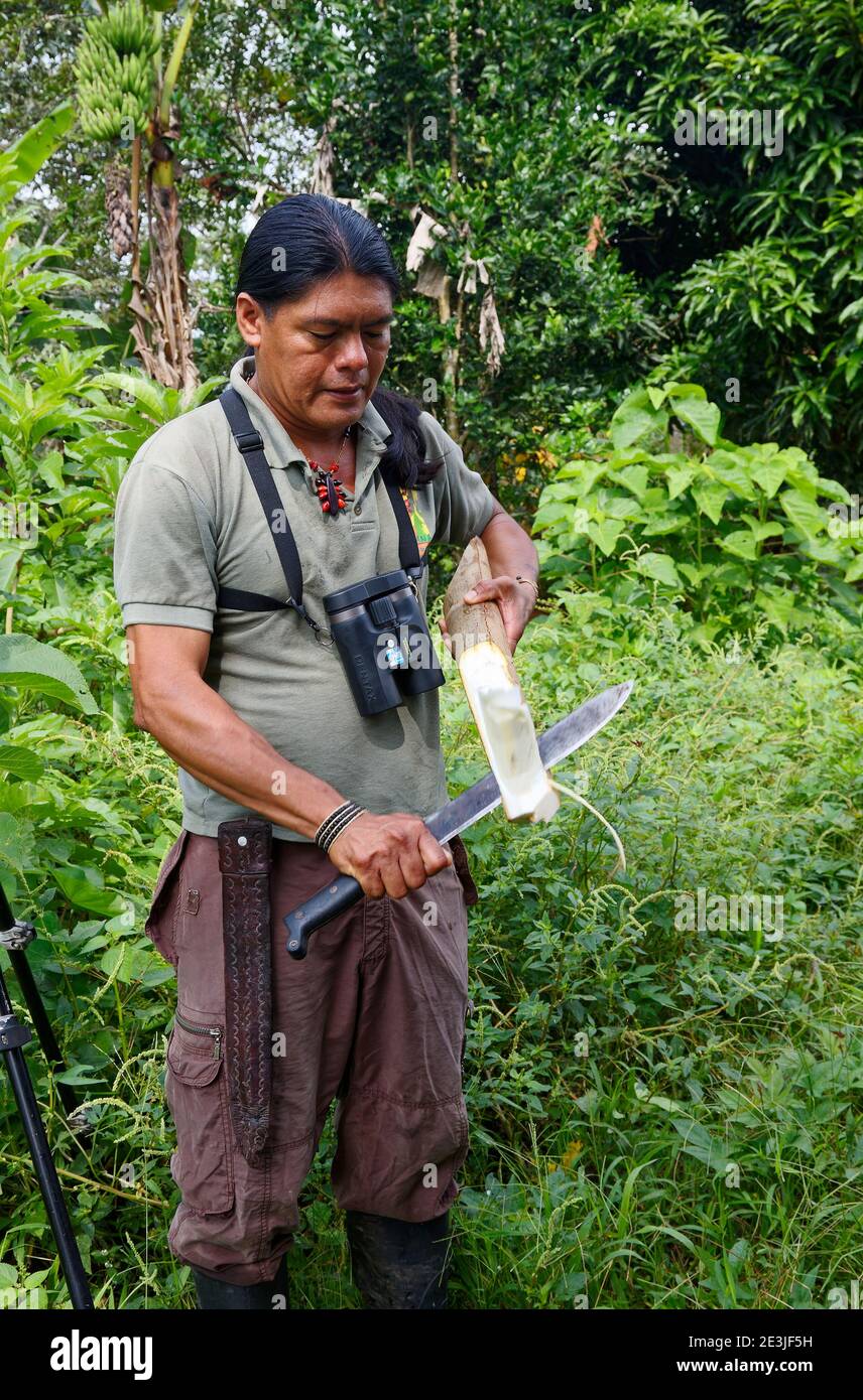 indigenous man using machete, balsa wood, motion, hand moving, binoculars around neck, large knife, South America, Amazon Tropical Rainforest, Ecuado Stock Photo