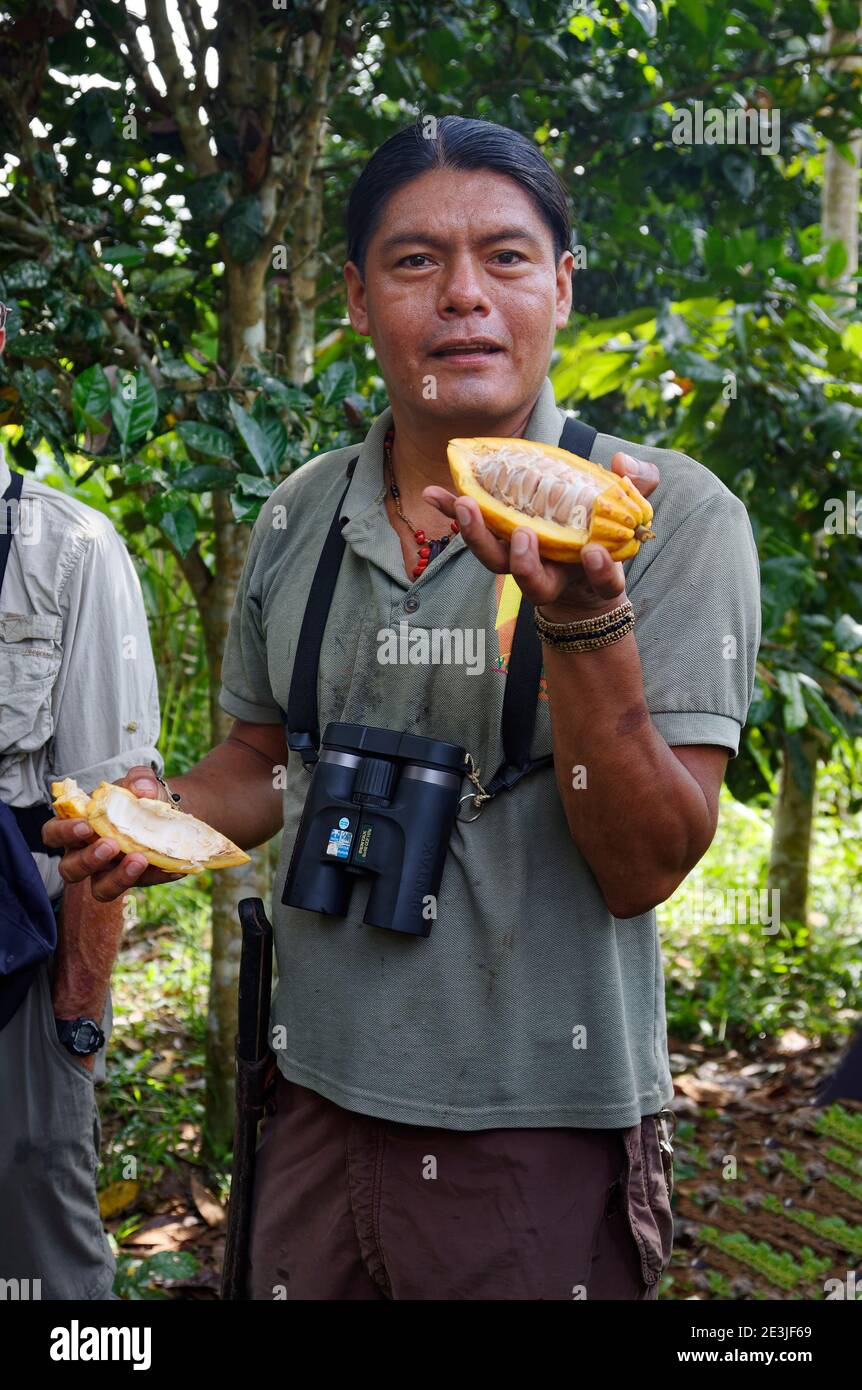 indigenous man, holds open cocoa pod; chocolate plant; food; large binoculars around neck, guide, knowledgeable, South America, Amazon Tropical Rain F Stock Photo