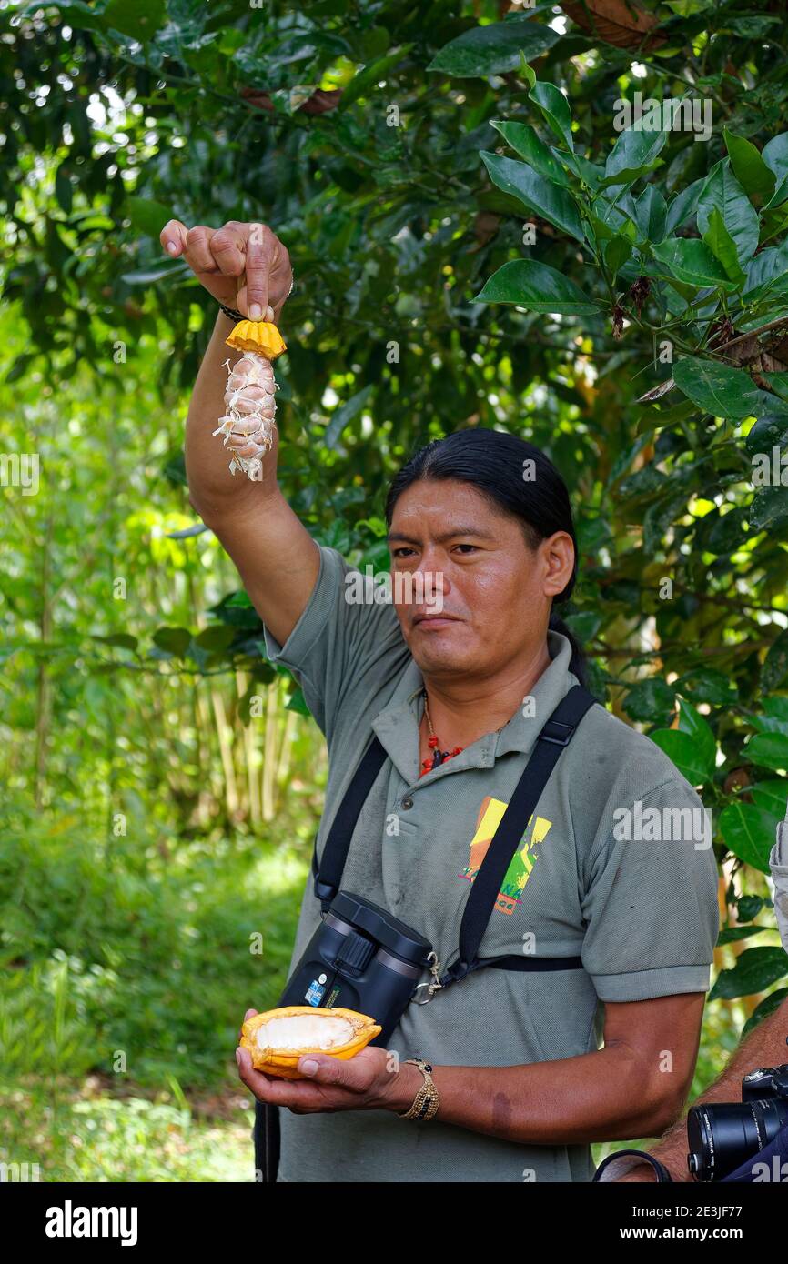 indigenous man, holds up cocoa seeds, open cocoa pod; chocolate plant; food; jungle; guide, knowledgeable, large binoculars around neck, South America Stock Photo