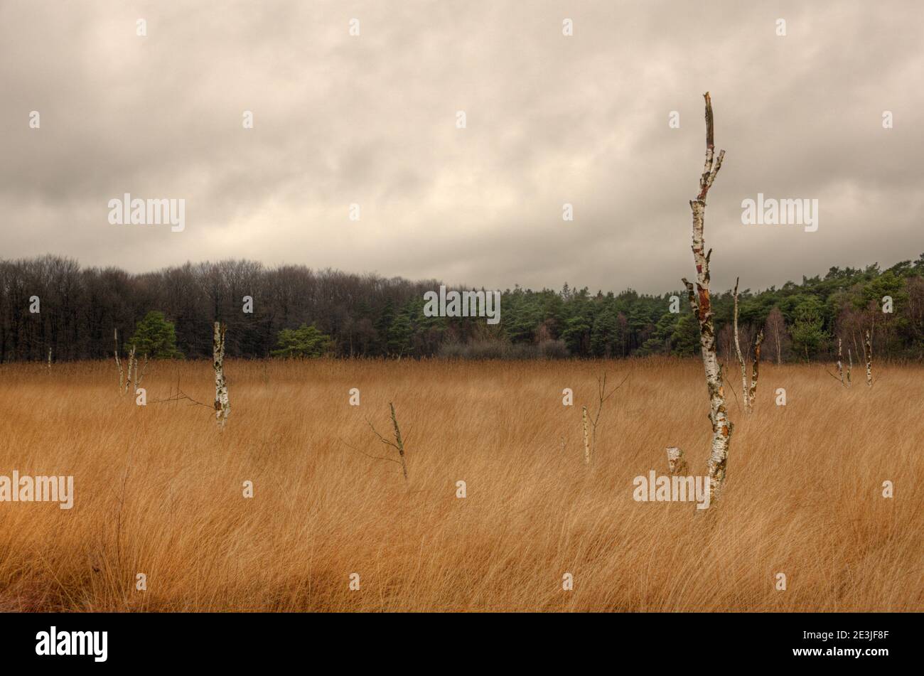 Drowning Birches in a swamp area, grown with Purple moor grass under a dark sky Stock Photo