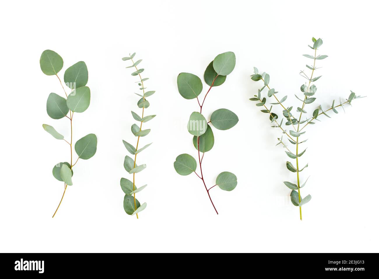 Green leaves eucalyptus isolated on white background Stock Photo - Alamy