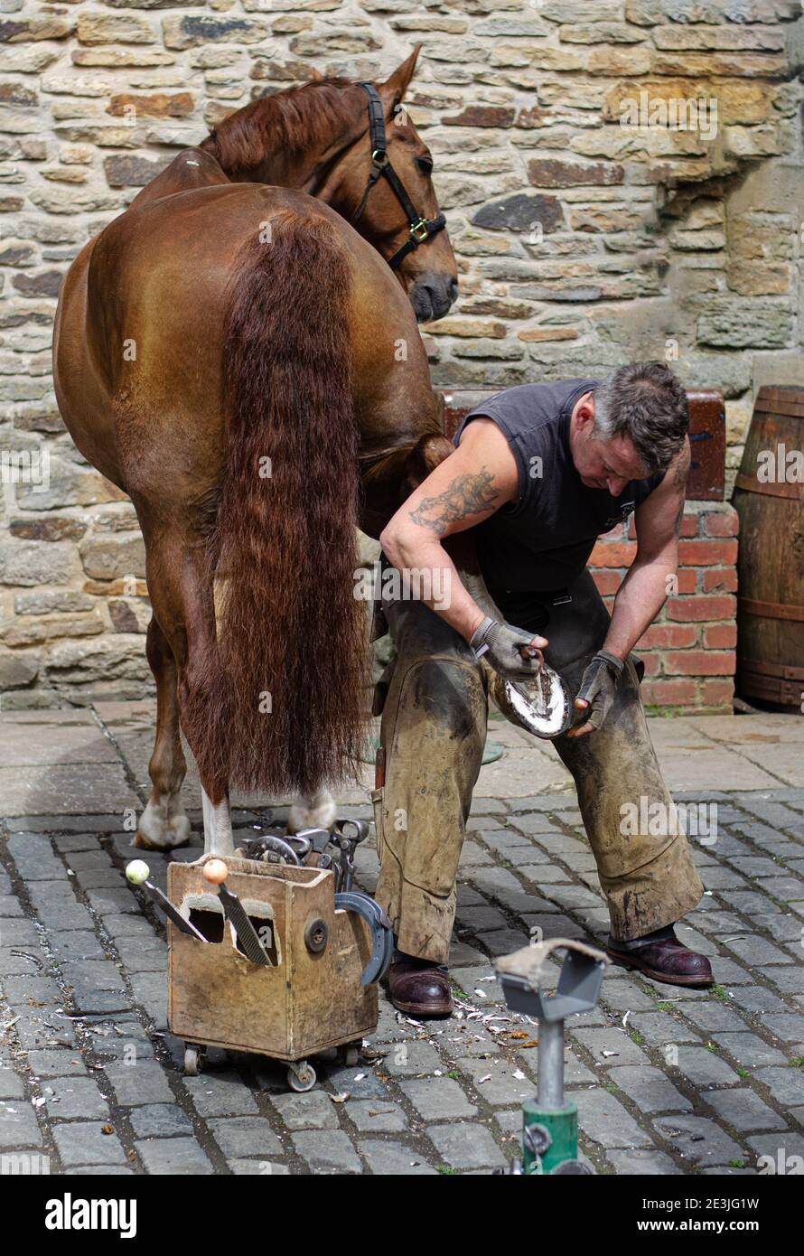 Horse being shod farrier horse hires stock photography and images Alamy