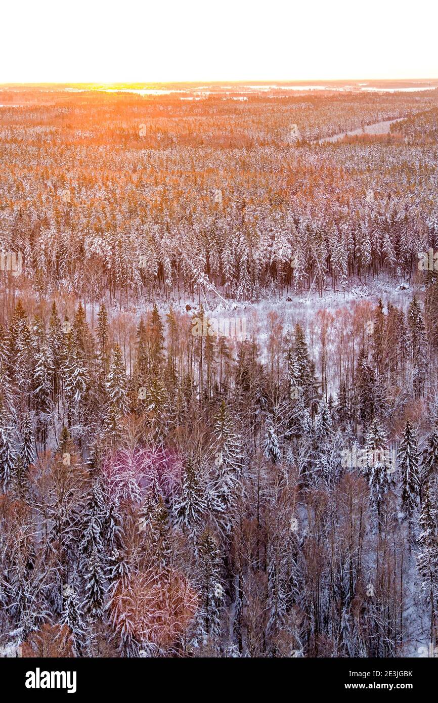 Spruce tree during cold hi-res stock photography and images - Alamy