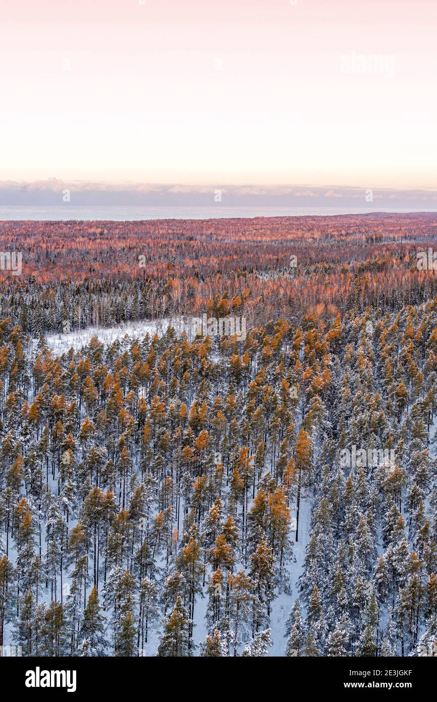 Winter forest view hi-res stock photography and images - Alamy