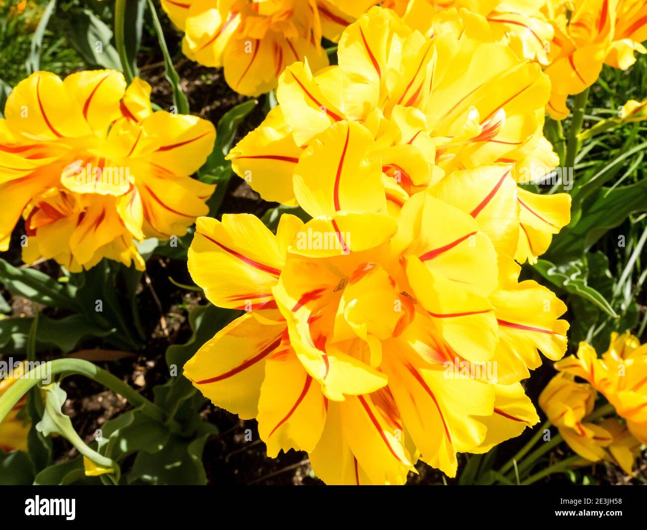 Yellow tulips flowers in spring on the flower bed Stock Photo - Alamy