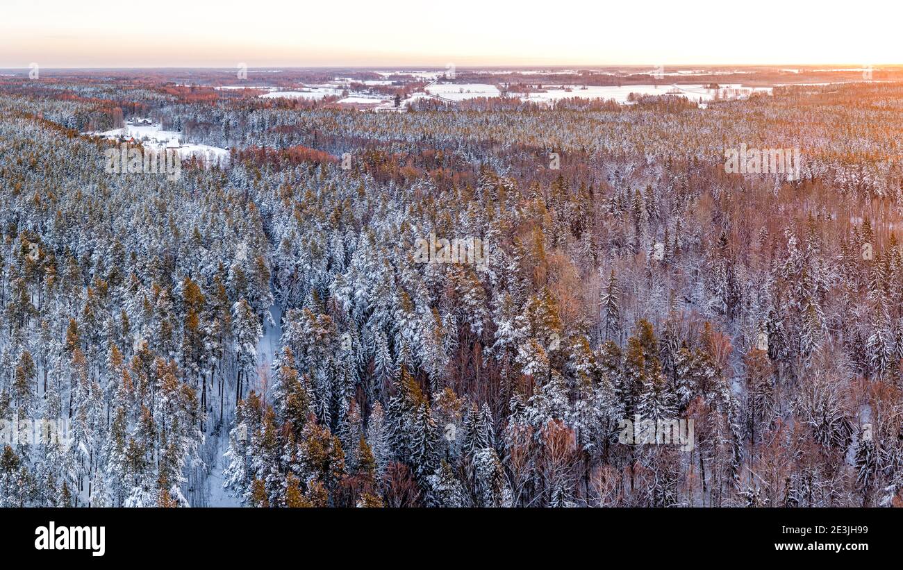 Spruce tree during cold hi-res stock photography and images - Alamy
