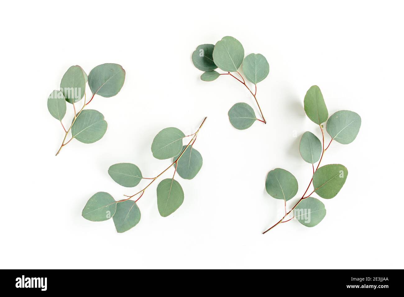 Green leaves eucalyptus isolated on white background Stock Photo - Alamy