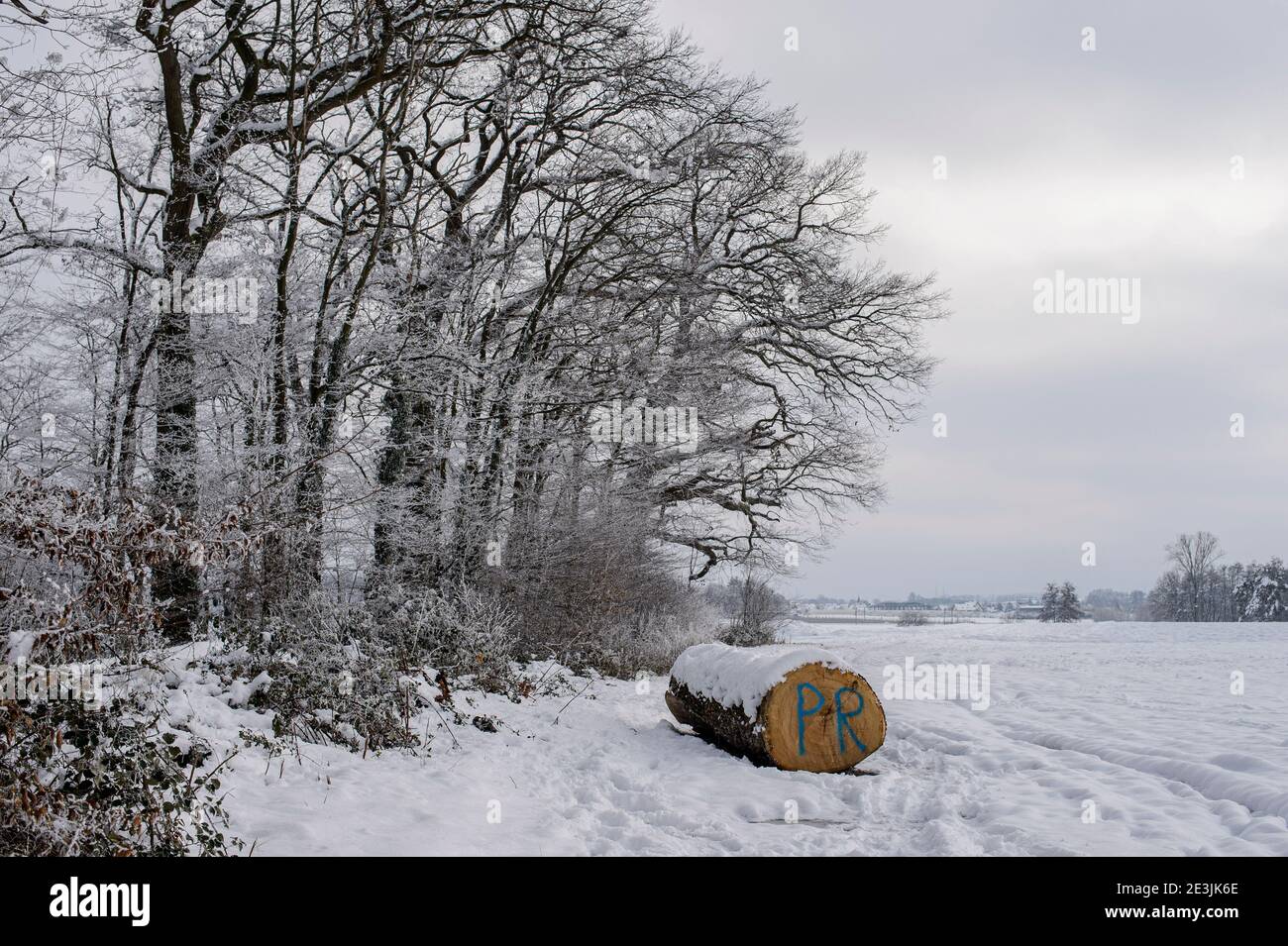 Landscape of Alsace, France under the snow. - A cut beech trunk occupies the center of the picture. Stock Photo