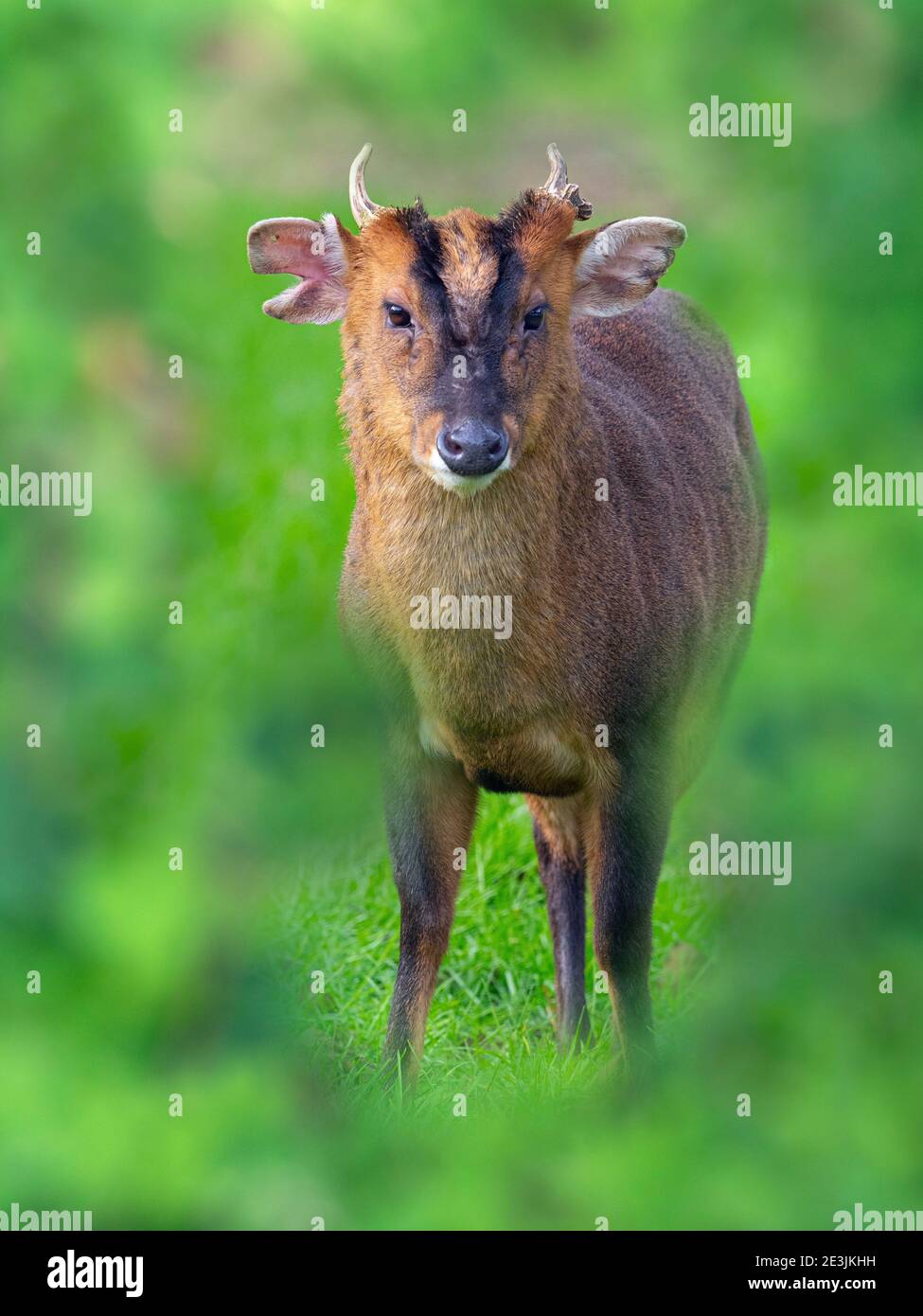 Muntjac Deer - Muntiacus reeves in Norfolk garden  winter January Stock Photo
