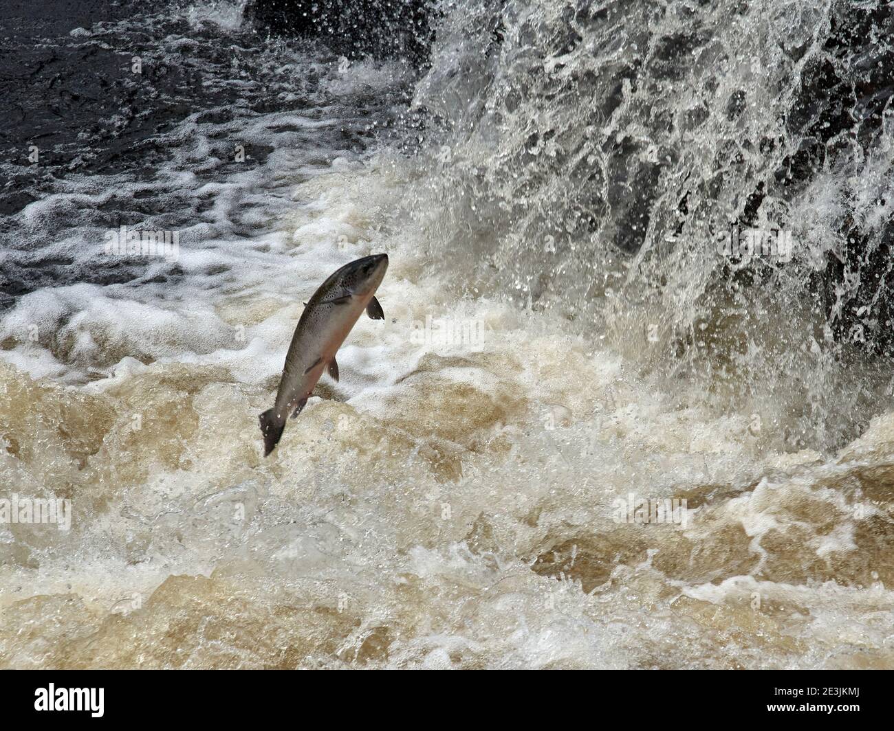 Salmon leaping up the river Humber in Newfoundland Stock Photo Alamy
