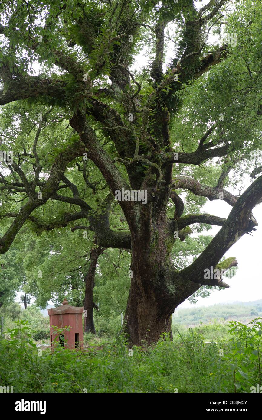 Big high tree hi-res stock photography and images - Alamy