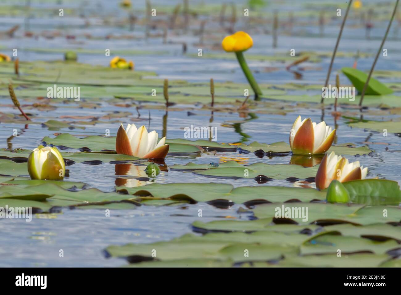 Ecological community of macrophytes of shallow lake waters: White water Lily (Nymphaea alba), Yellow water Lily (Nuphar luteum), Amphibious lady's thu Stock Photo