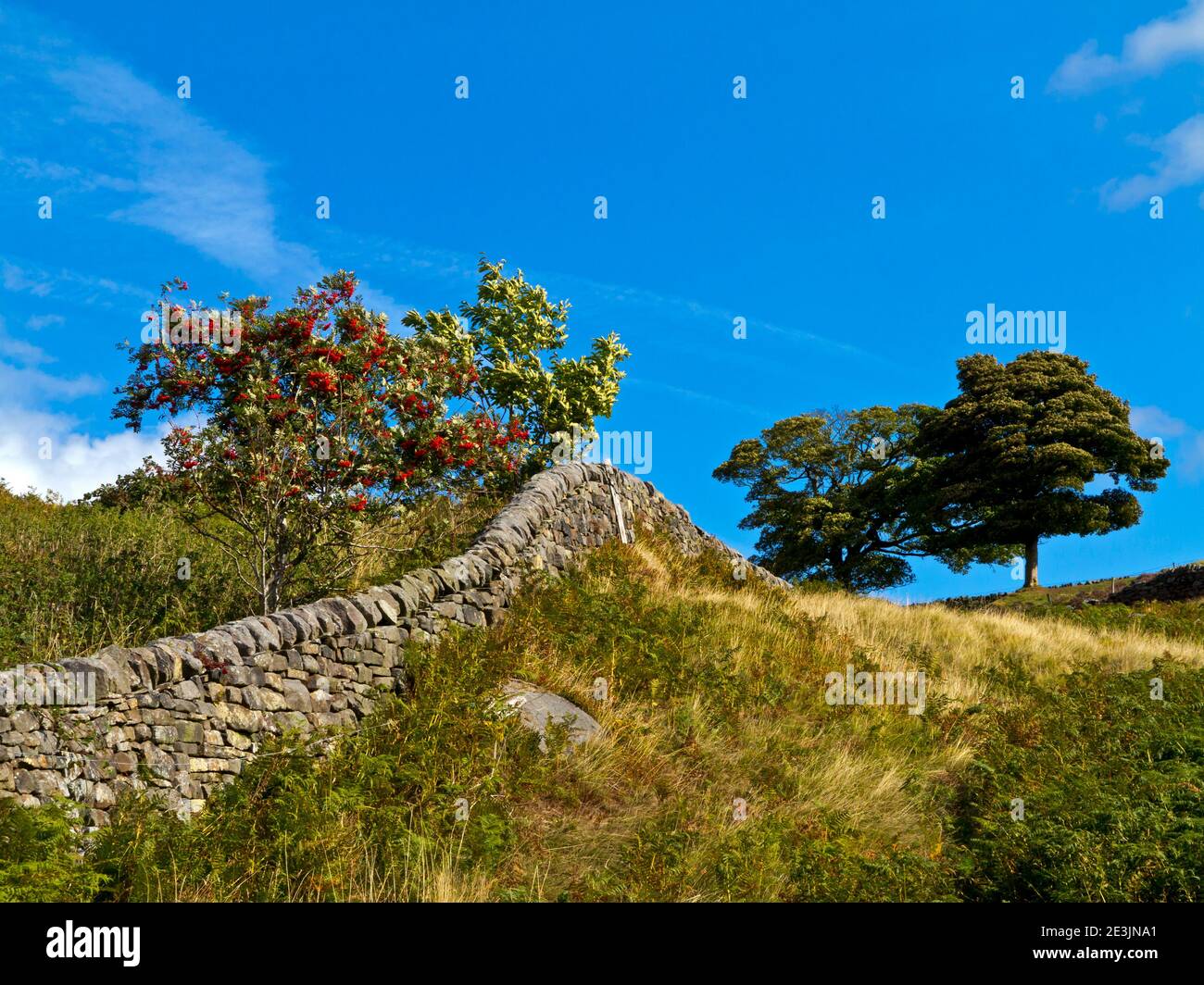 Late summer view of trees and drystone wall at Curbar Gap near Curbar Edge in the Peak District National Park Derbyshire England UK Stock Photo