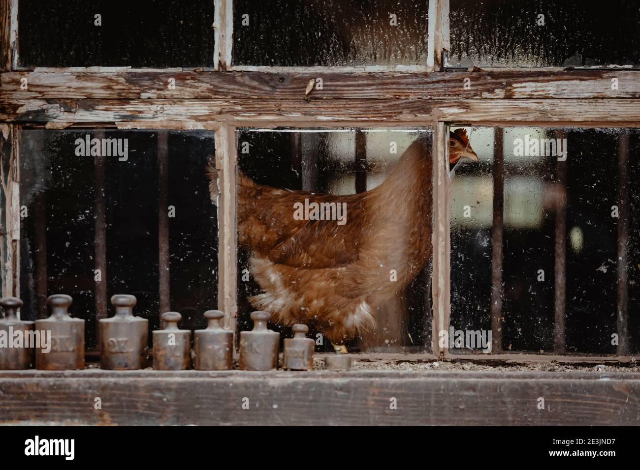 look trough a hen house window on a braun feathered hen and some on the black kilogram weights on the sill Stock Photo