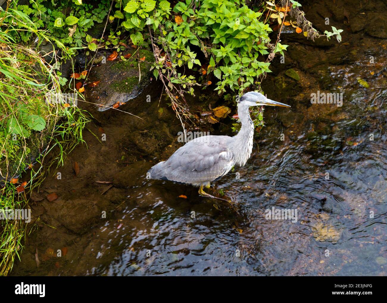 Herons a long-legged freshwater bird in the family Ardeidae wading in a stream in the Derbyshire Peak District England UK Stock Photo