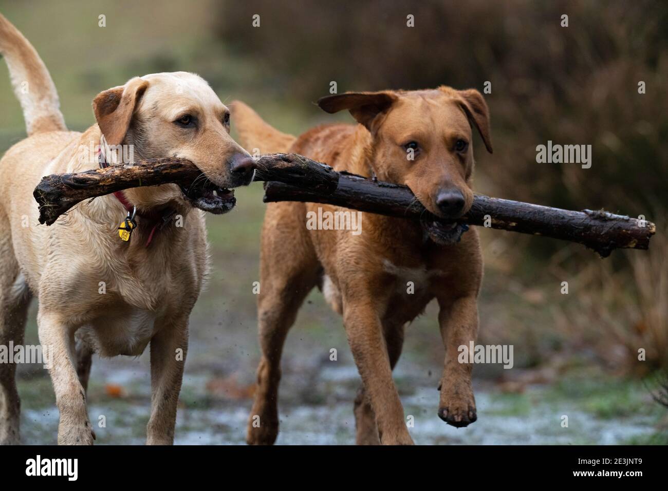 A pair of Labrador Retriever Dogs-Canis familiaris playing. Stock Photo