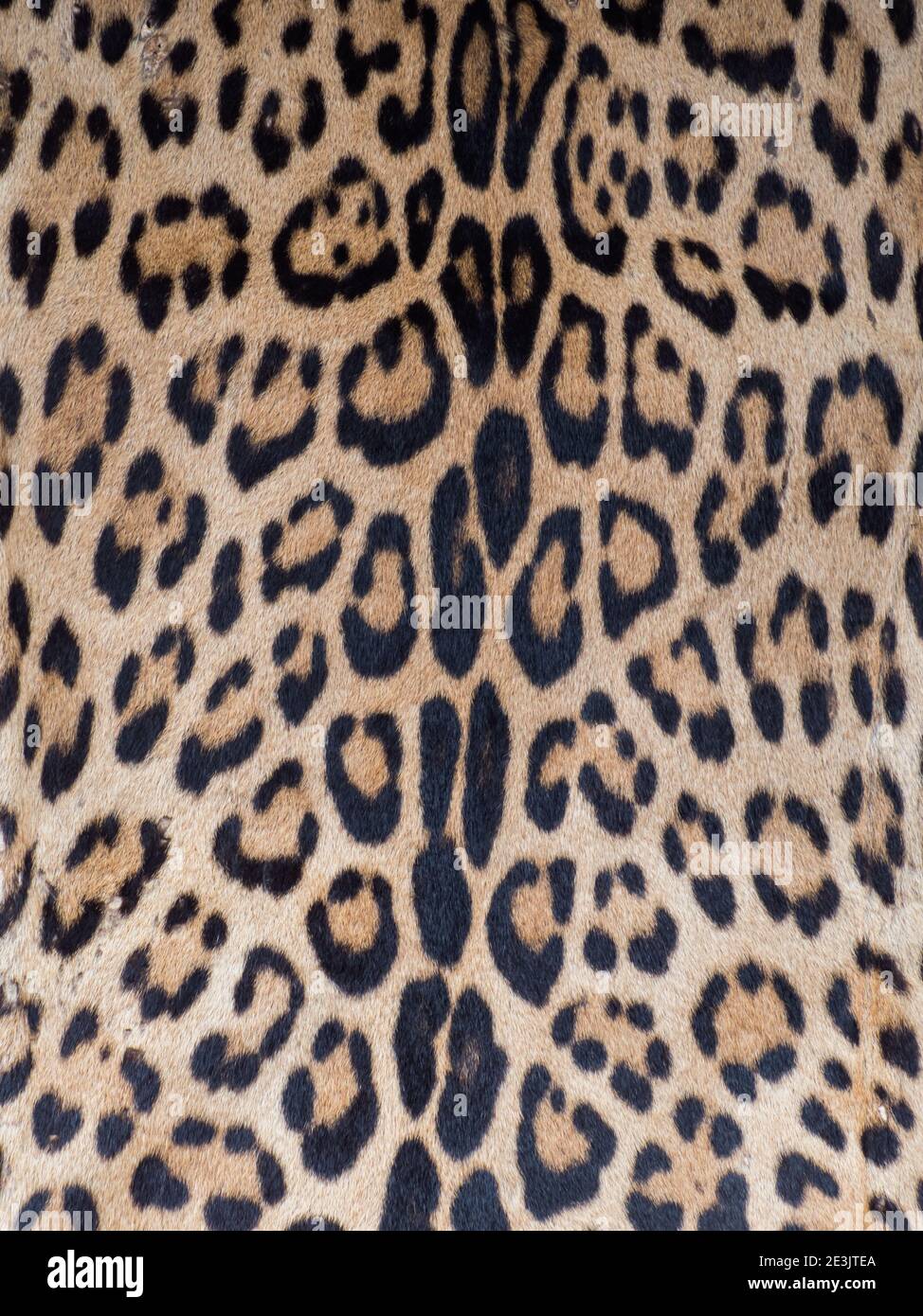 Pattern, texture, background. Jaguar skin at Belen bazaar (Belén market), Iquitos city on the banks of the Amazon, gate to the rainforest, Amazonia, L Stock Photo