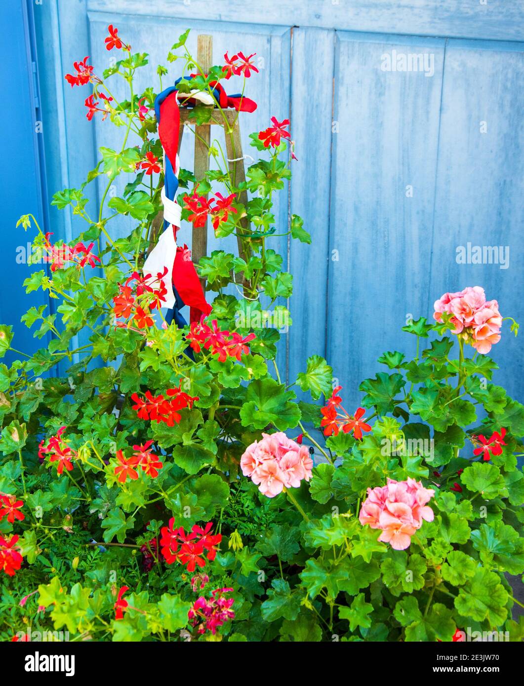 France. Geranium flowers with French flag color ribbons and wooden countryside house door at background. Happy national holiday (14 july Bastille day) Stock Photo