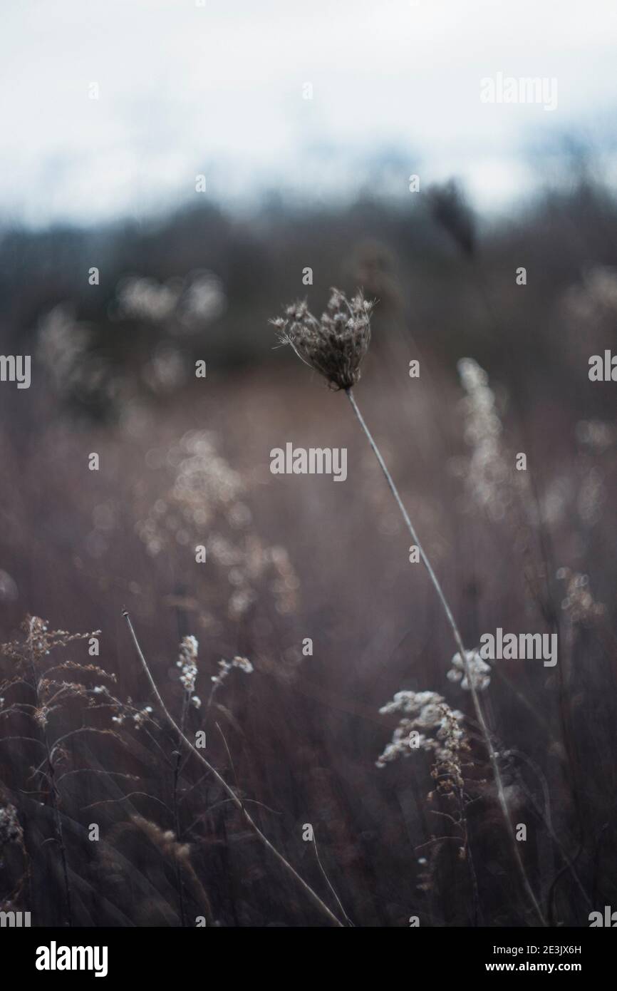 Dried Queen Anne's Lace is in focus in a field with blured background Stock Photo