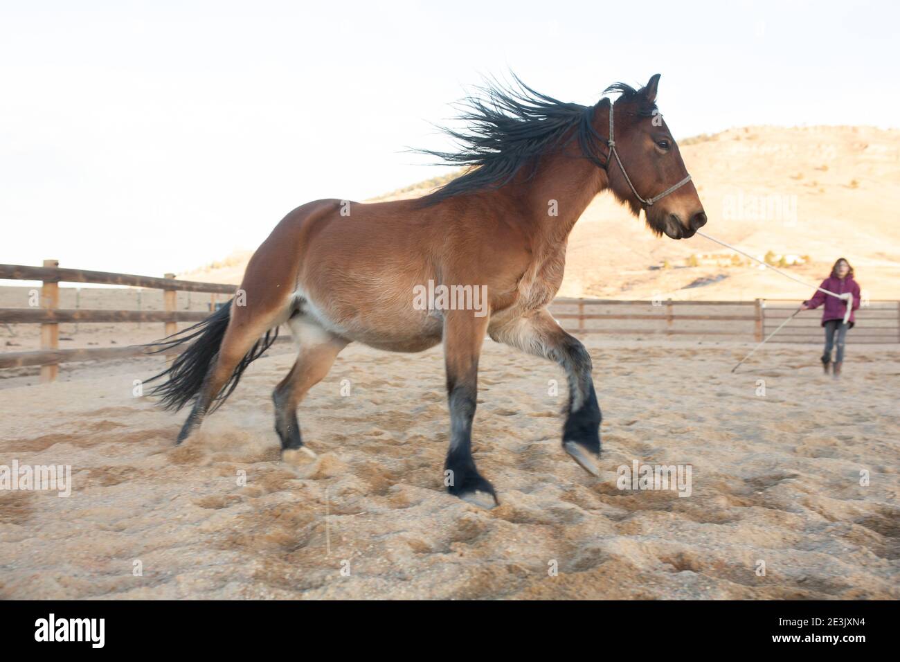 Tween girl lunging draft horse in arena Stock Photo Alamy
