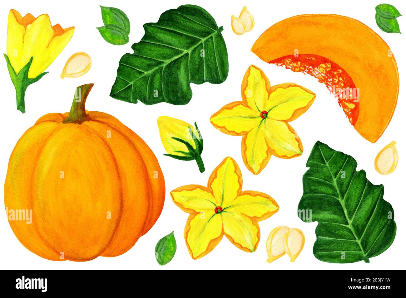 Orange pumpkin watercolor elements. Pumpkin, flowers, buds and leaves ...