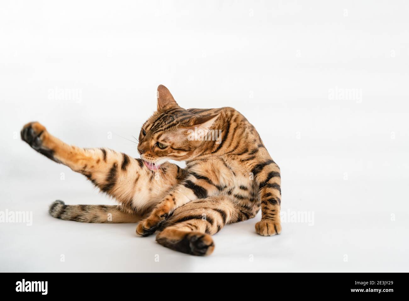 Ginger bengal cat hires stock photography and images Alamy