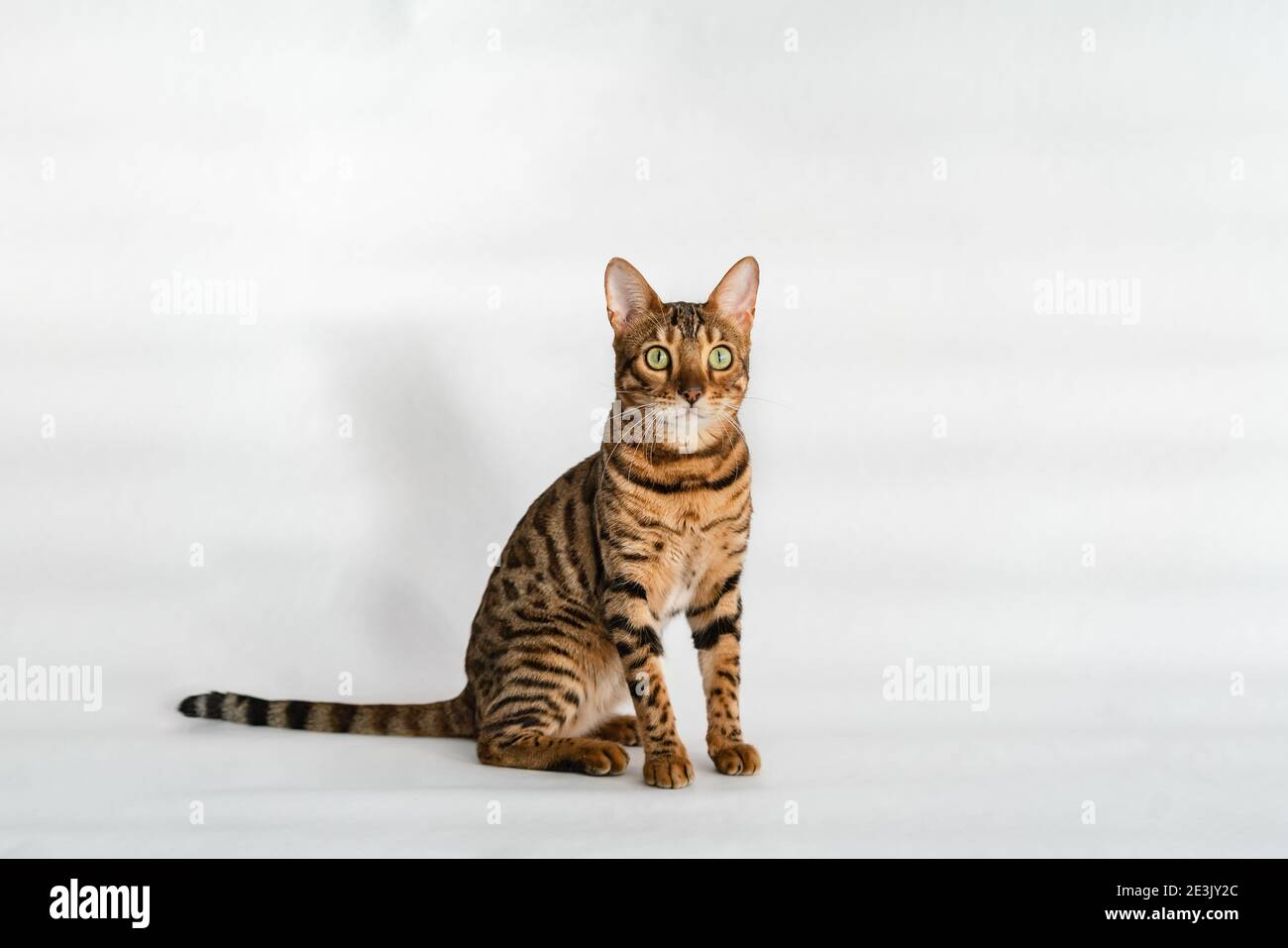 Ginger bengal cat hires stock photography and images Alamy
