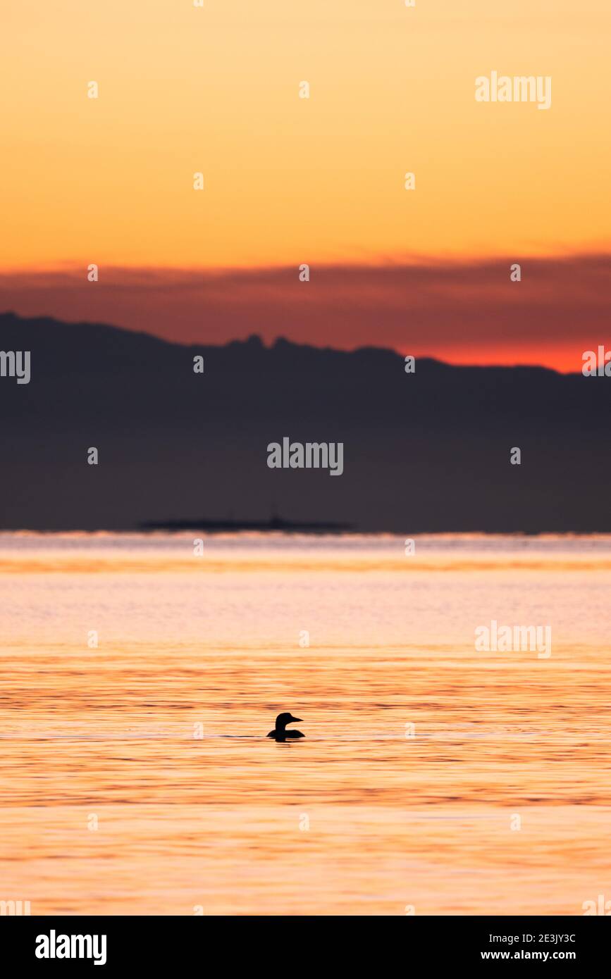 The silhouette of a loon and a distant submarine on Puget Sound Stock Photo