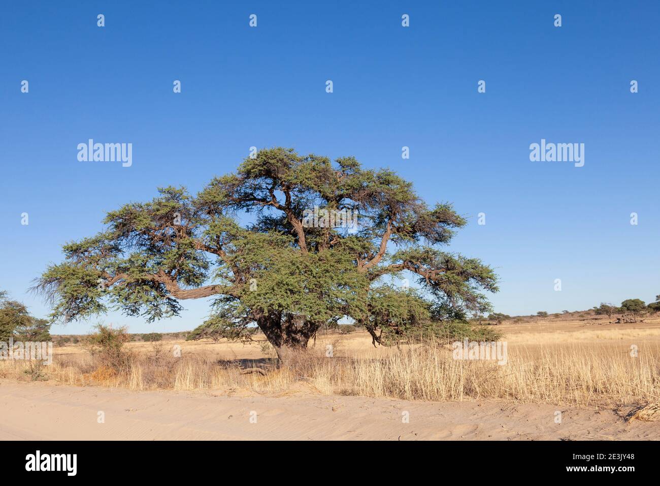 Large old spreading Camel Thorn Tree (Vachellia erioloba) formerly Acacia erioloba, Auob River, Kgalagadi Transfrontier Park, Kalahari, Northern Cape, Stock Photo