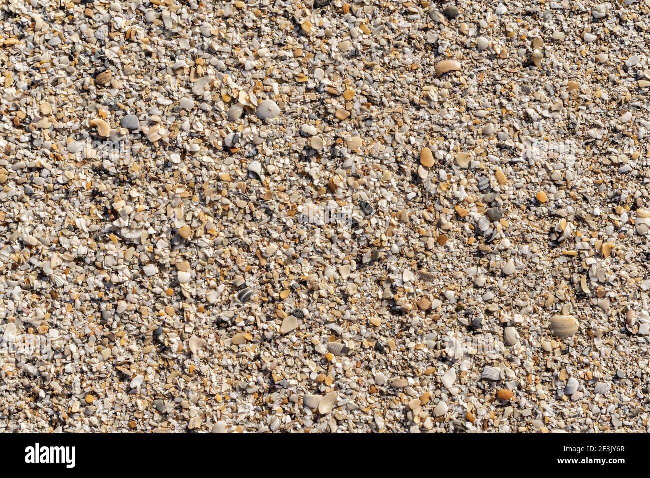 Fine gravel and sea shells on the sand Stock Photo - Alamy