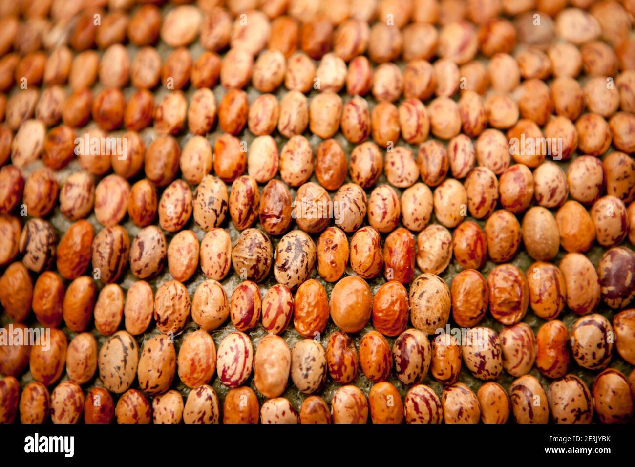 Bean harvesting hi-res stock photography and images - Alamy