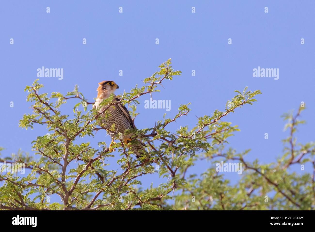 Red-necked Falcon (Falco chicquera) Dalkeith waterhole, Kgalagadi Transfrontier Park, Kalahari, Northern Cape, South Africa. Near Threatened Bird Stock Photo