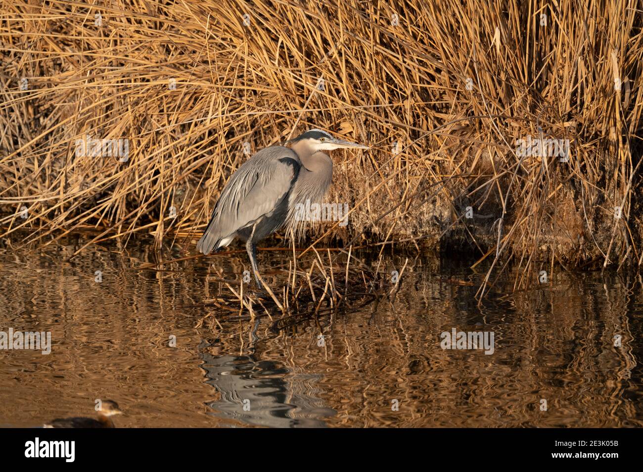 Large Wading Birds Hi res Stock Photography And Images Alamy Large Wading Birds Hi res Stock Photography And Images Alamy