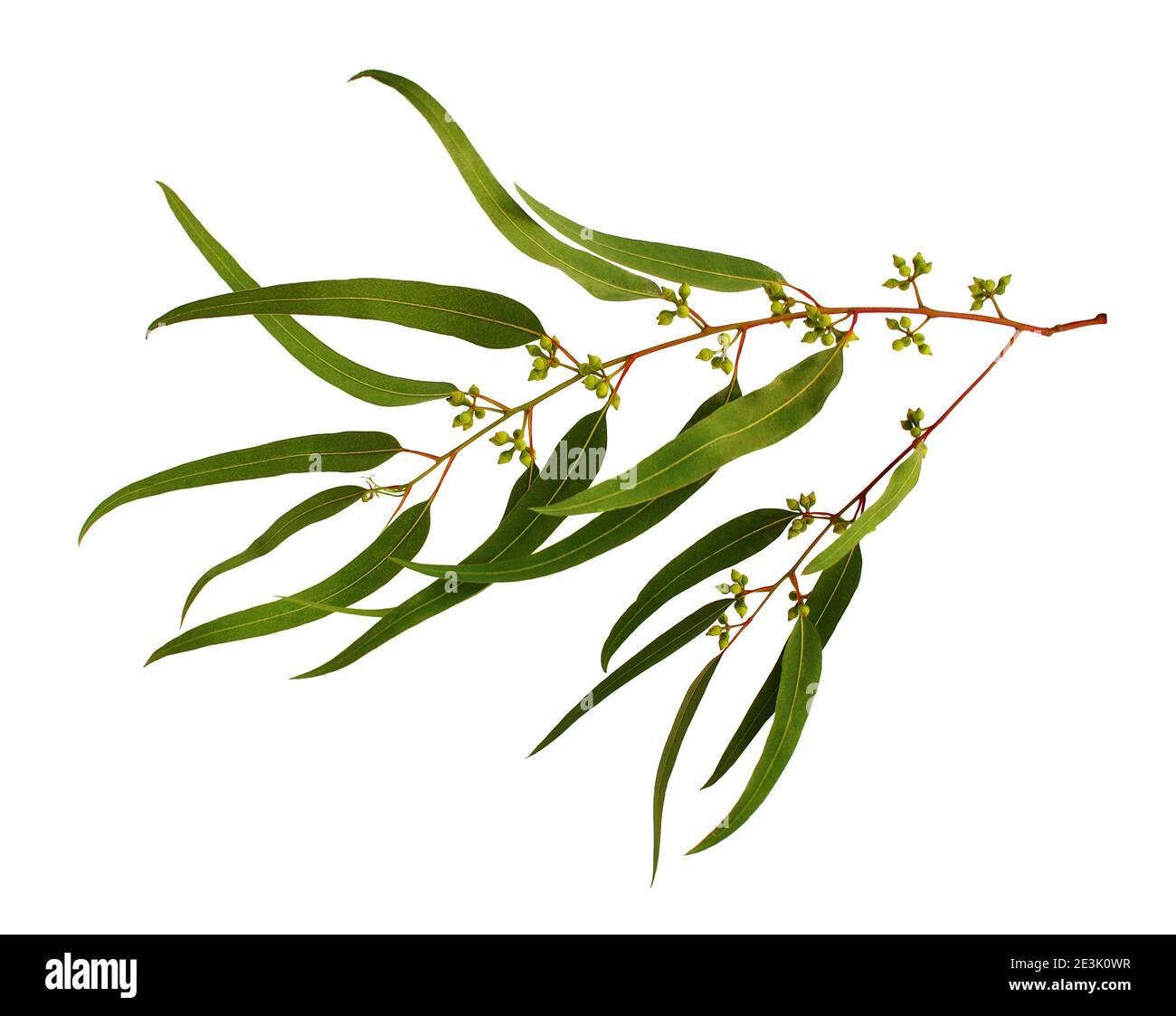 Eucalyptus forest Cut Out Stock Images & Pictures Alamy