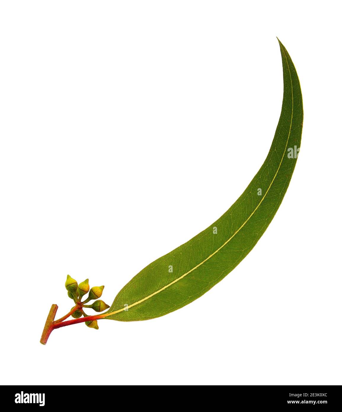 Eucalyptus forest Cut Out Stock Images & Pictures Alamy