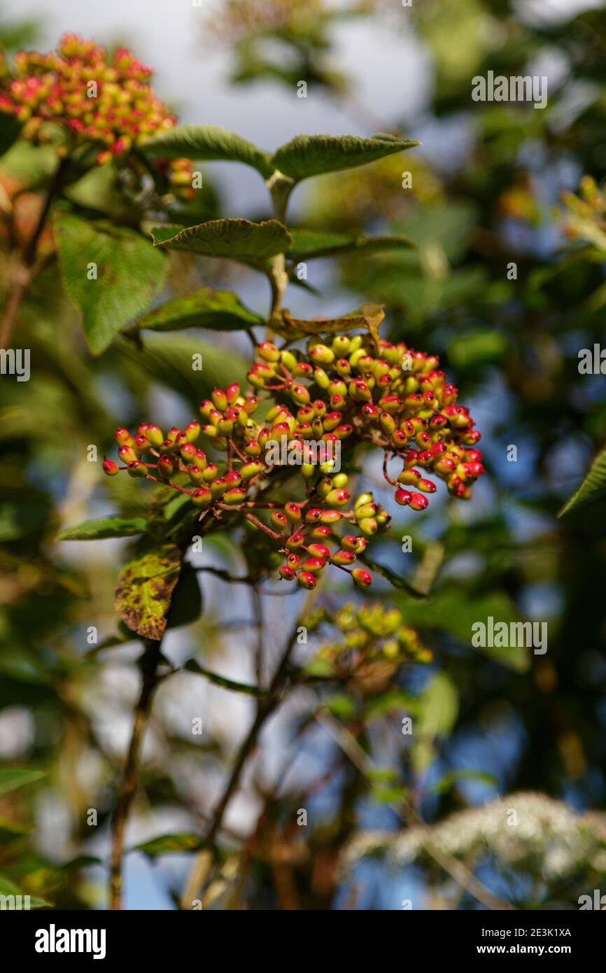 Viburnum burkwoodii with red berries in a hedgerow in the autumn Stock Photo