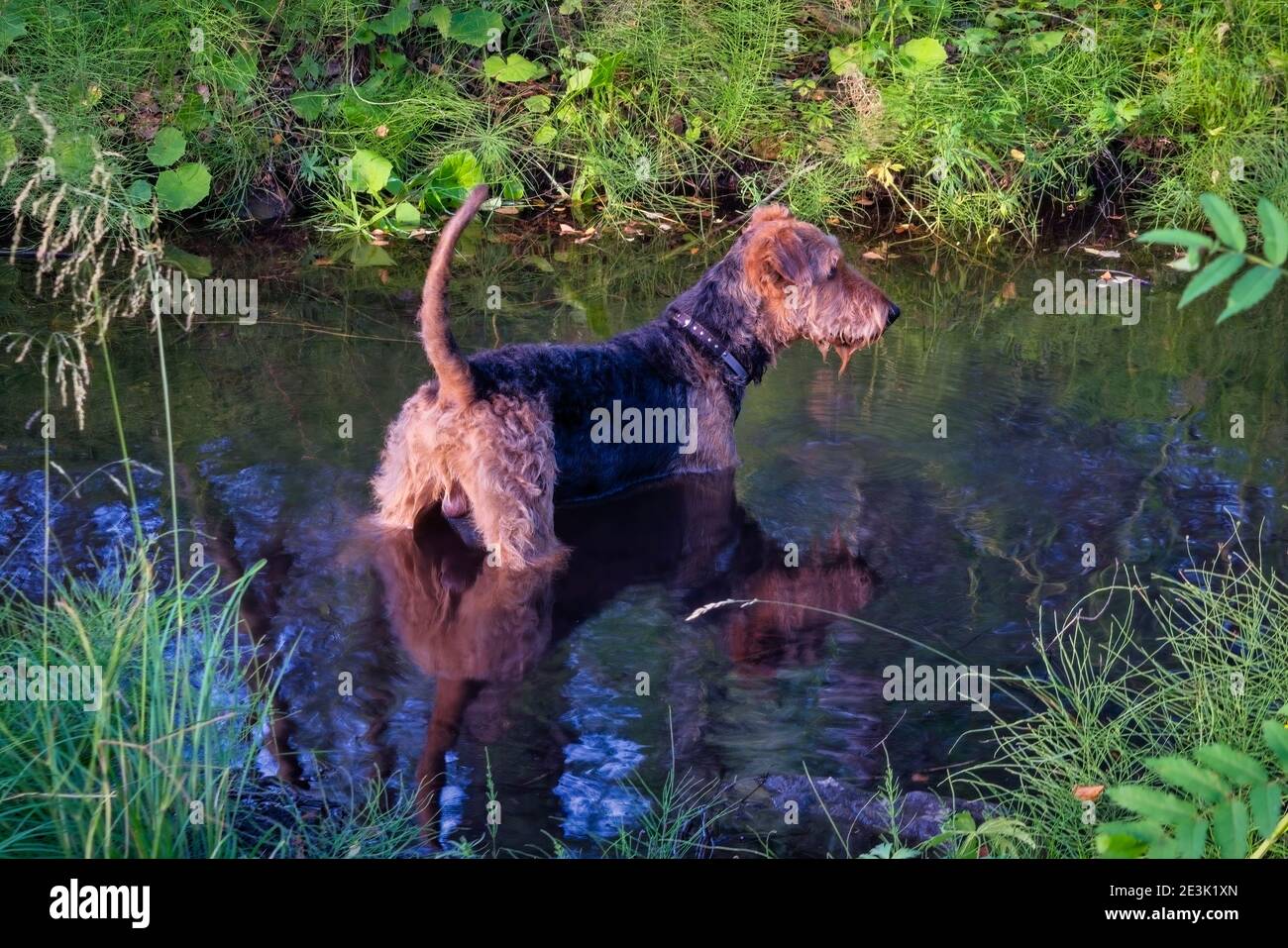 Golden retriever in bathroom hi-res stock photography and images - Alamy