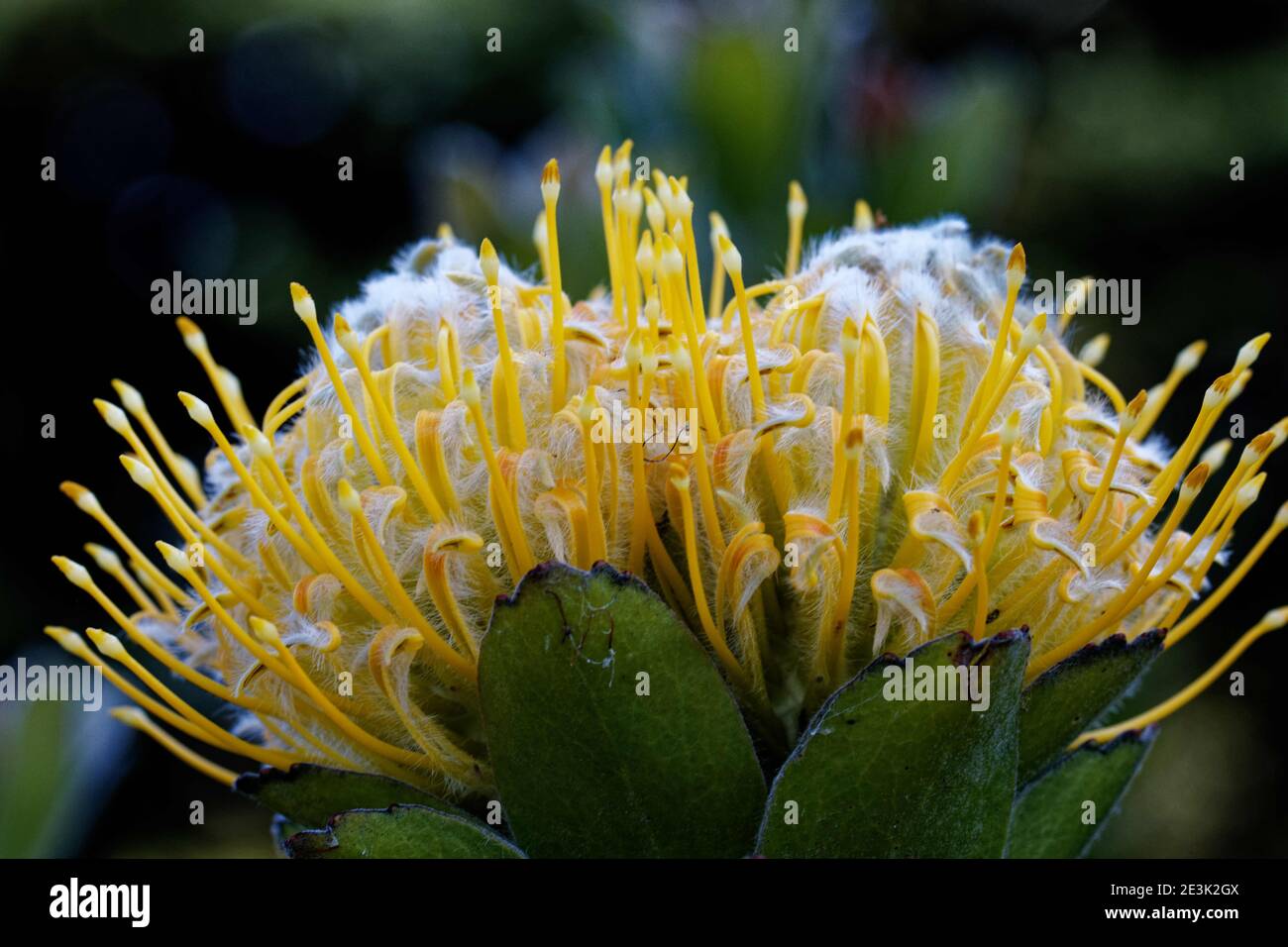 Leucospermum conocarpodendron, is the largest species of the genus reaching  5–6 m high commonly known as the tree pincushion. Stock Photo