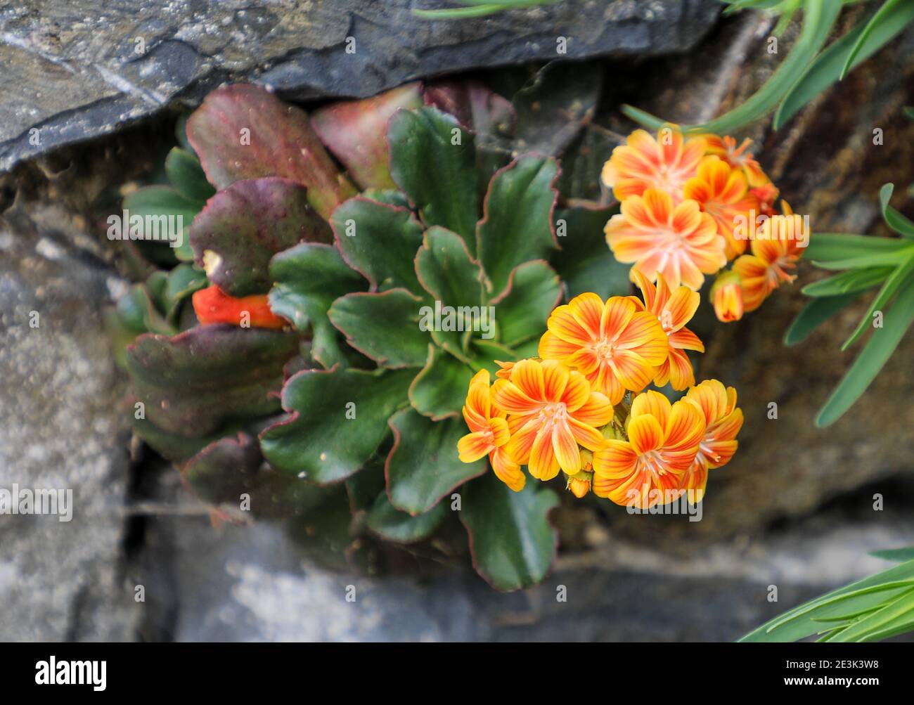 The orange flowers of Lewisia cotyledon 'Ashwood Mix', Bodnant Gardens, Spring, (May), Tal-y-Cafn, Conwy, Wales, UK, Stock Photo